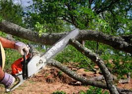 Seasonal Cleanup (Spring/Fall) in Royalton, IL