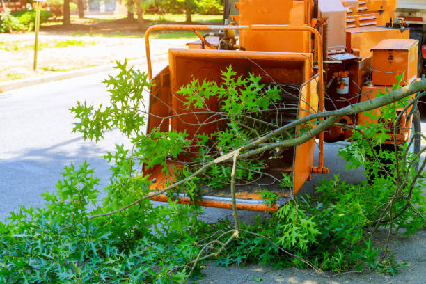 How Our Tree Care Process Works  in  Royalton, IL