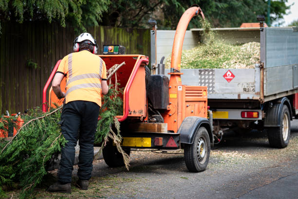 Best Root Management and Removal  in Royalton, IL